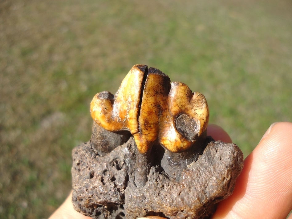 Large image 2 Beyond Rare American Lion Premolar in Jaw