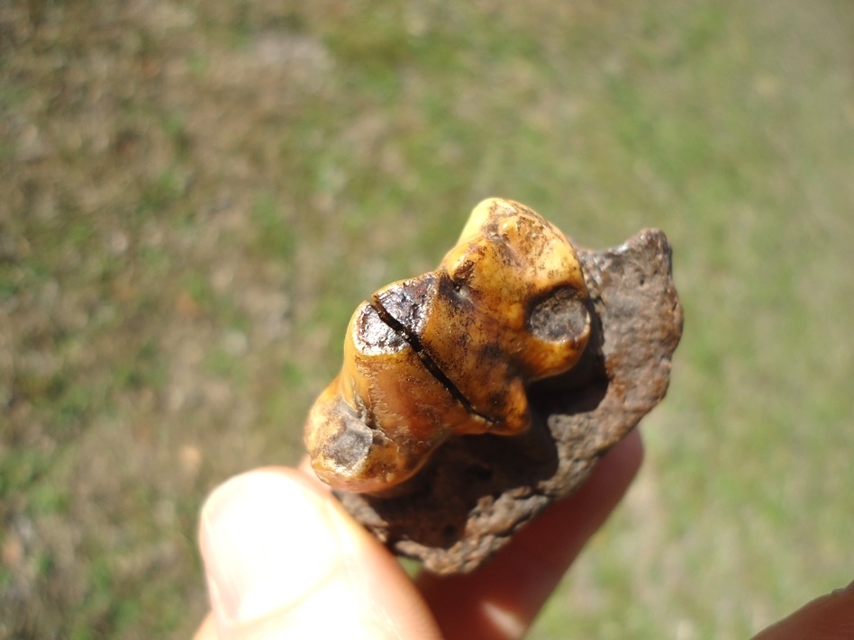 Large image 3 Beyond Rare American Lion Premolar in Jaw