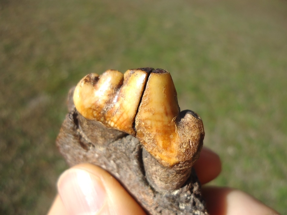 Large image 4 Beyond Rare American Lion Premolar in Jaw