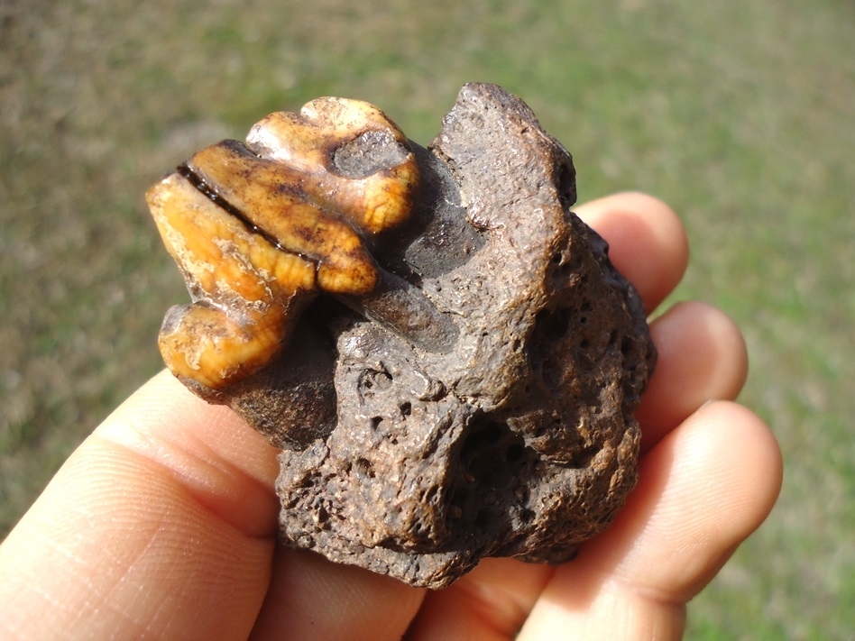 Large image 5 Beyond Rare American Lion Premolar in Jaw