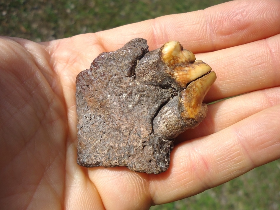 Large image 6 Beyond Rare American Lion Premolar in Jaw