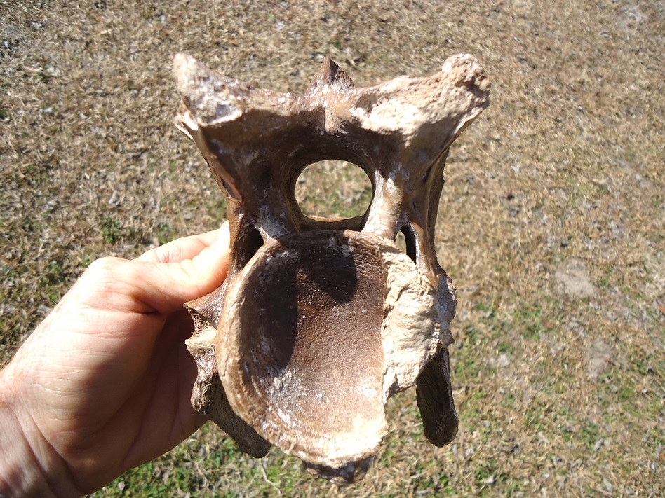 Large image 1 Excellent Bison Cervical Vertebra