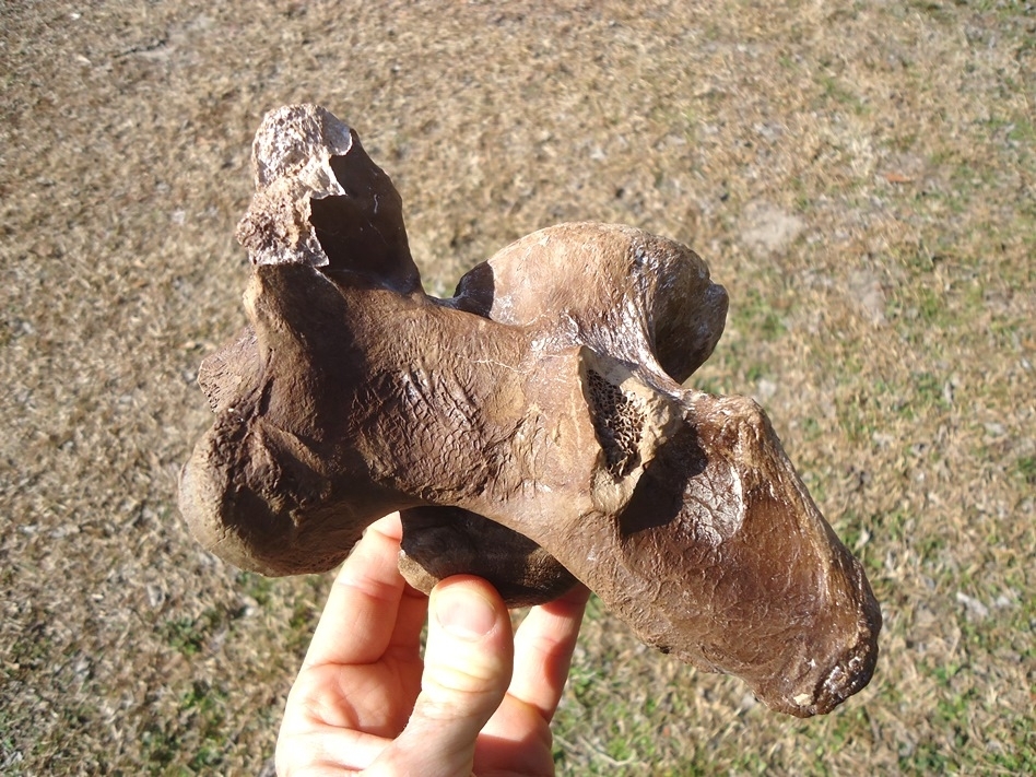 Large image 2 Excellent Bison Cervical Vertebra