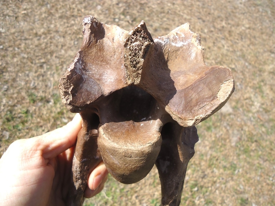 Large image 3 Excellent Bison Cervical Vertebra