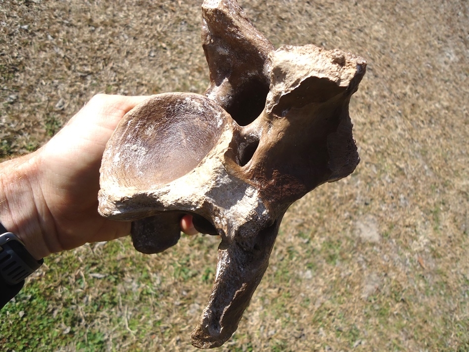 Large image 4 Excellent Bison Cervical Vertebra