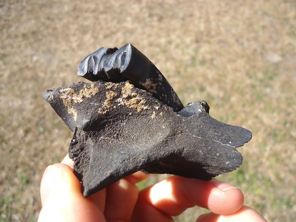 Large image 1 Section of Capybara Maxilla with Perfect Premolar