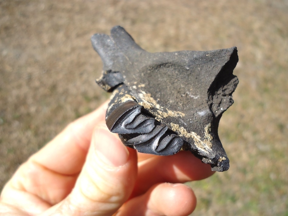 Large image 3 Section of Capybara Maxilla with Perfect Premolar