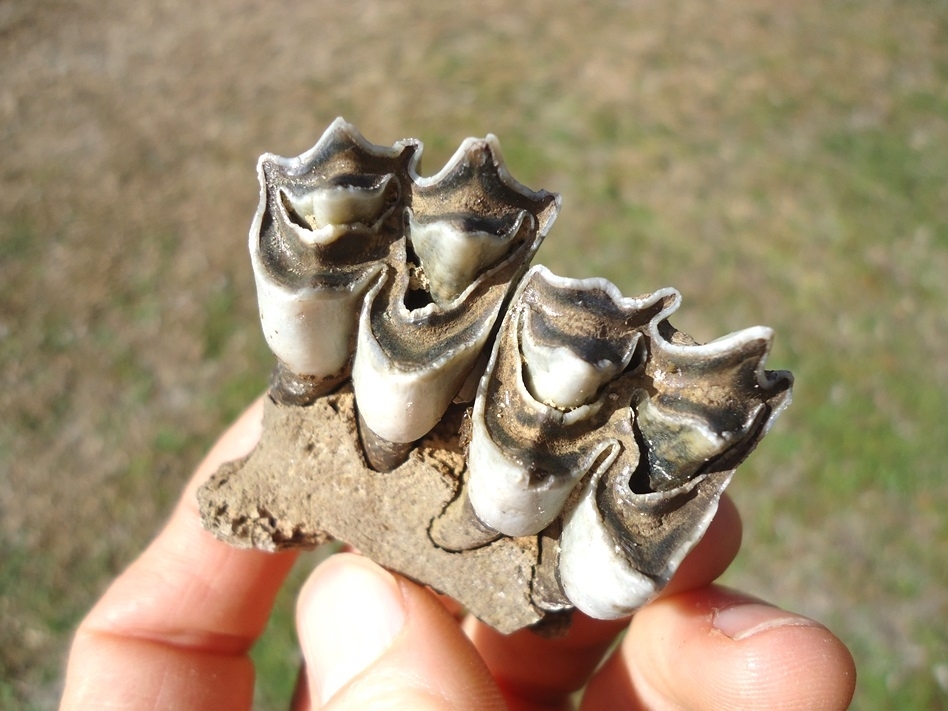 Large image 1 Section of Llama Maxilla with Two Perfect Teeth