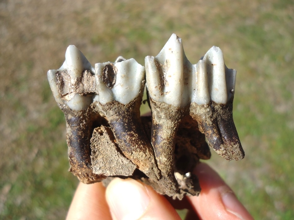 Large image 2 Section of Llama Maxilla with Two Perfect Teeth