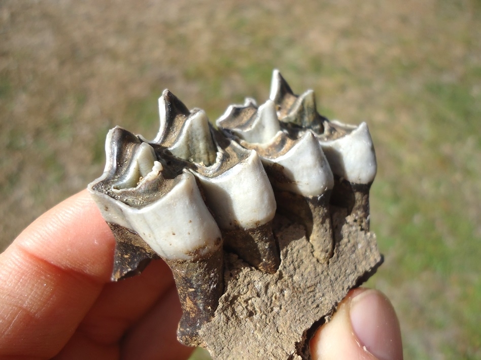 Large image 3 Section of Llama Maxilla with Two Perfect Teeth