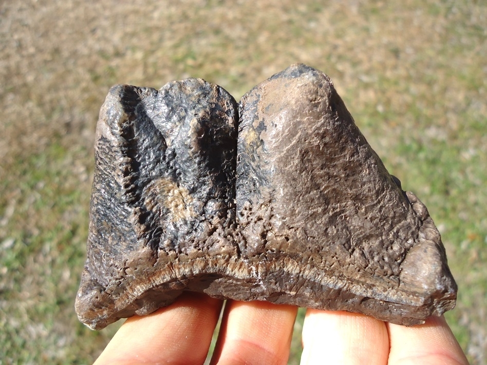 Large image 1 Bargain Partial Mastodon Tooth