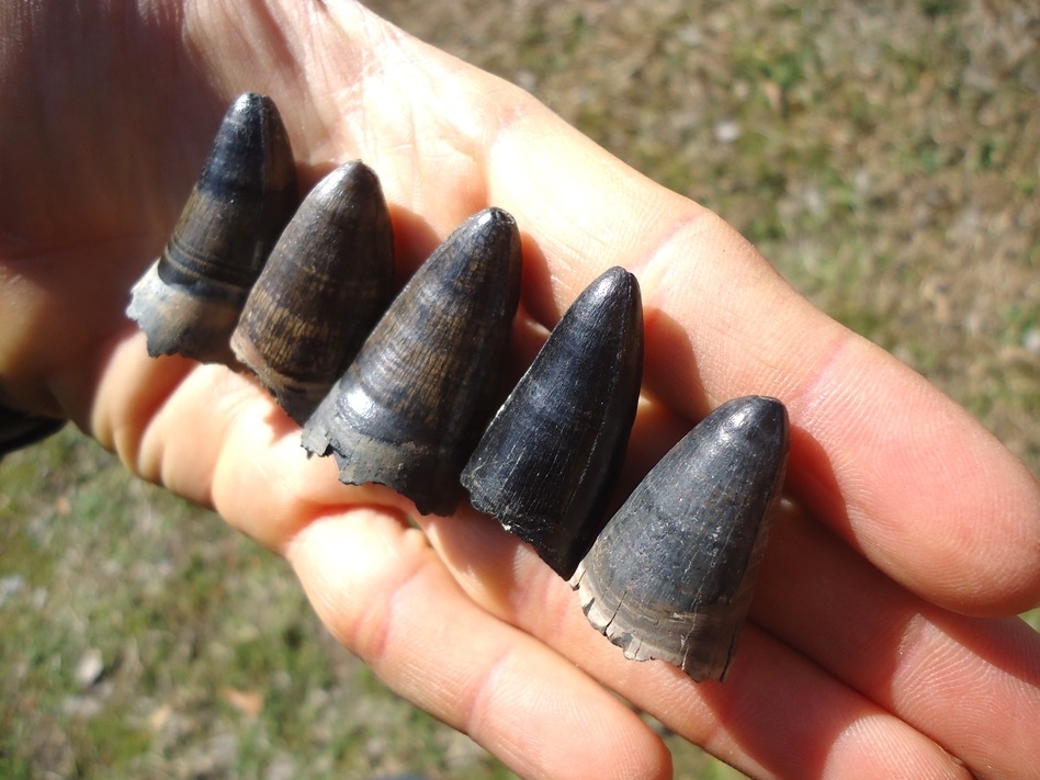 Large image 2 Five Quality XL Alligator Teeth