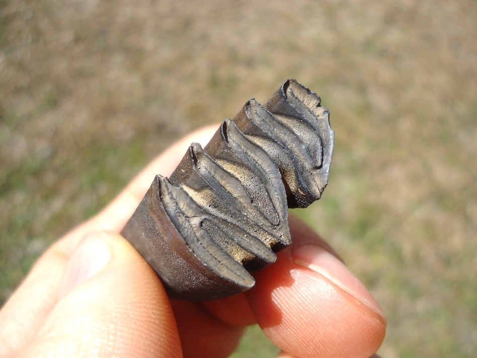 Large image 2 Excellent Capybara Molar