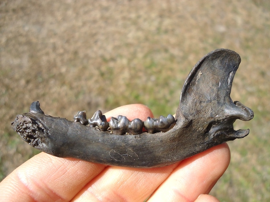 Large image 1 Exceptional Raccoon Mandible with Five Teeth