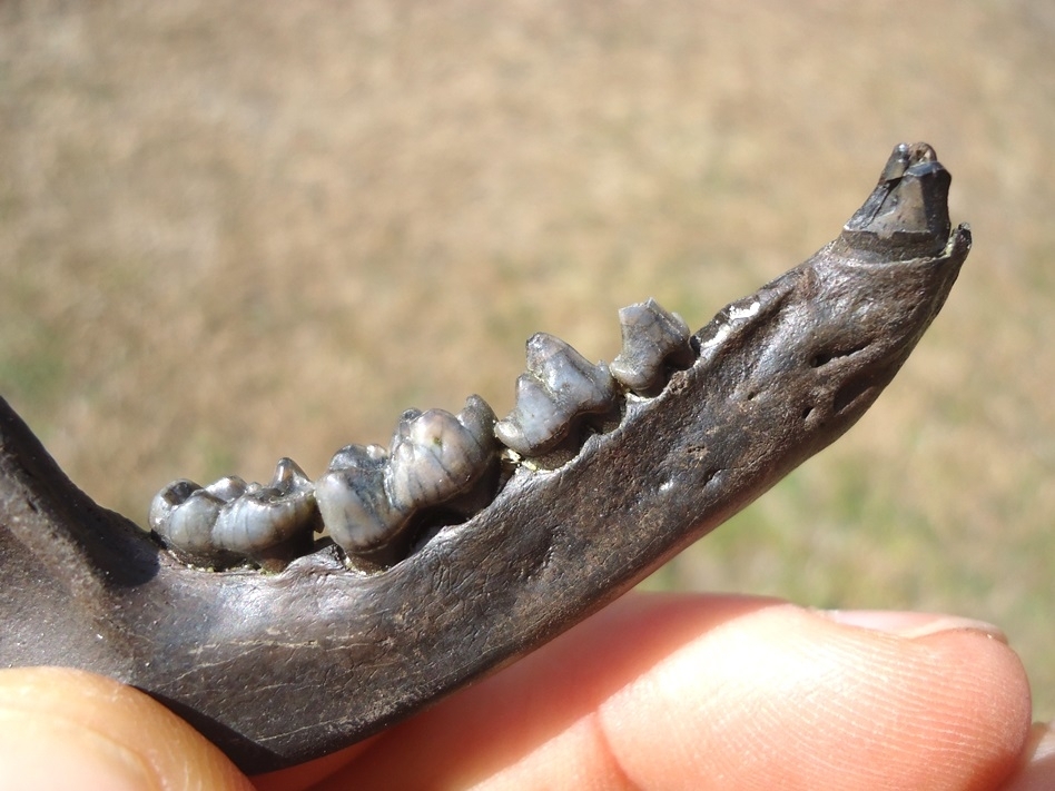 Large image 2 Exceptional Raccoon Mandible with Five Teeth