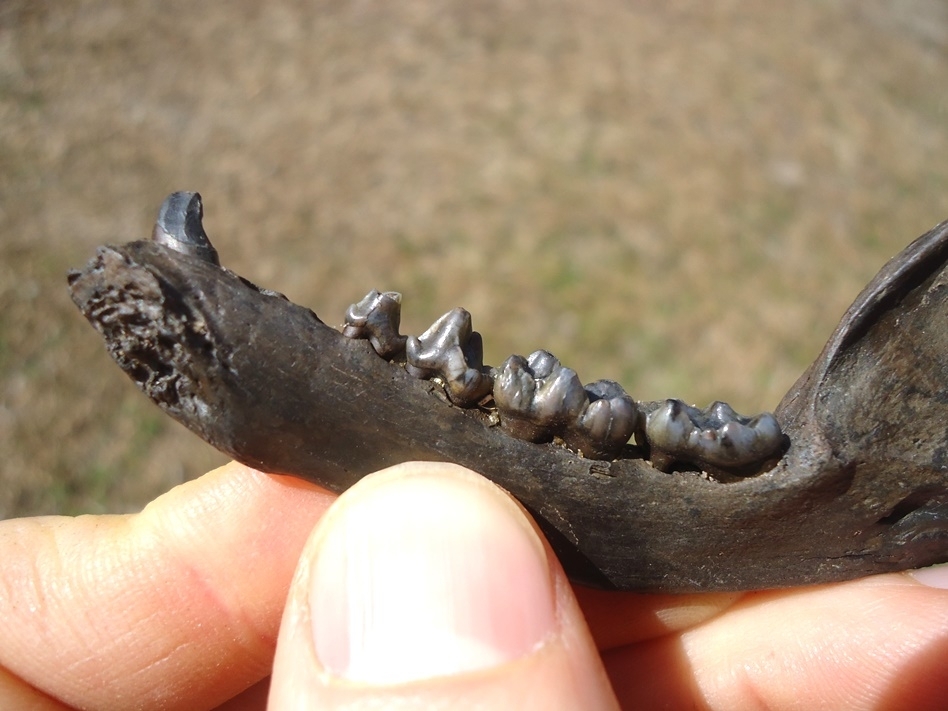 Large image 3 Exceptional Raccoon Mandible with Five Teeth