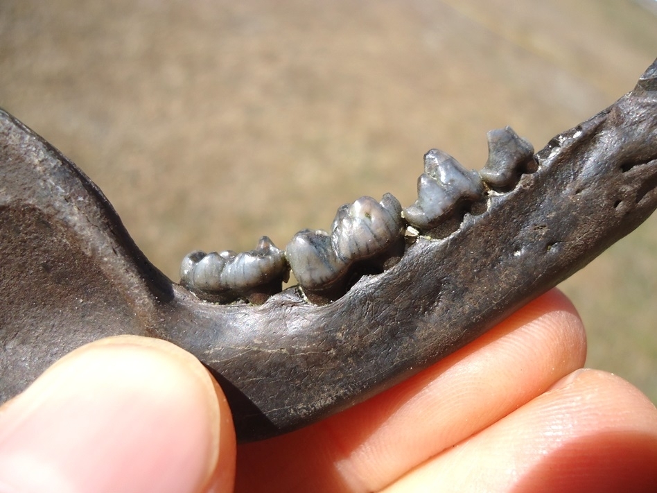 Large image 4 Exceptional Raccoon Mandible with Five Teeth