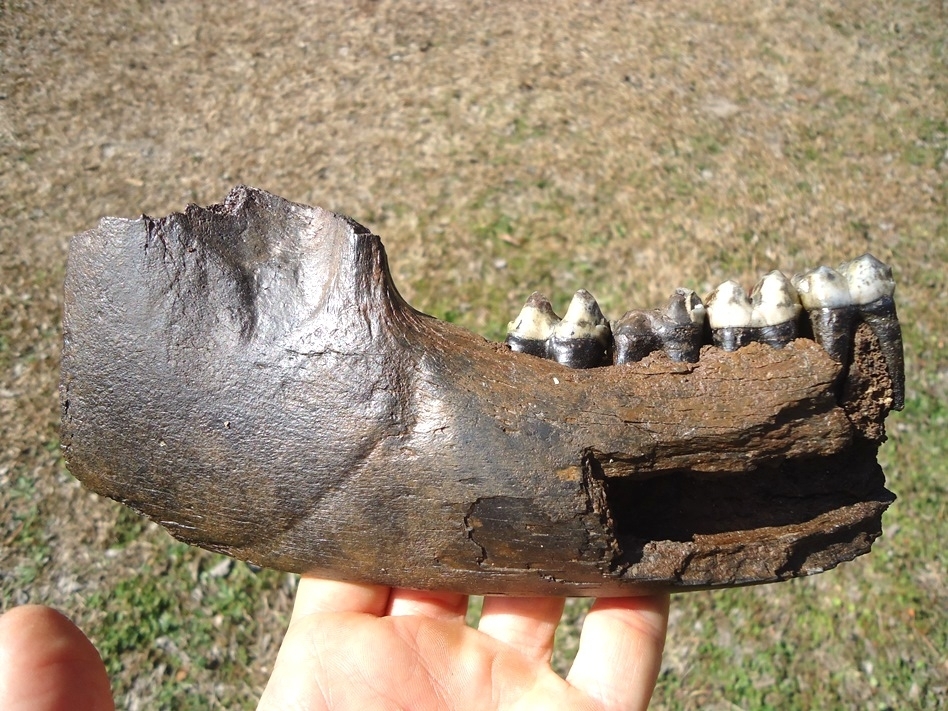 Large image 1 Gorgeous Unique Tapir Mandible