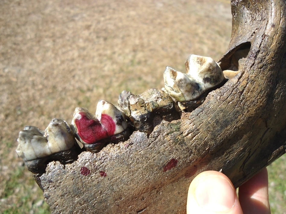 Large image 3 Gorgeous Unique Tapir Mandible