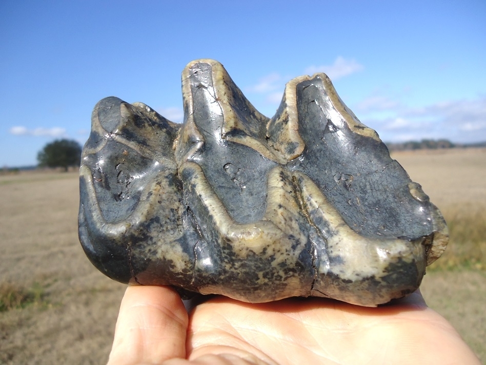 Large image 1 Bargain Three Hump Mastodon Tooth