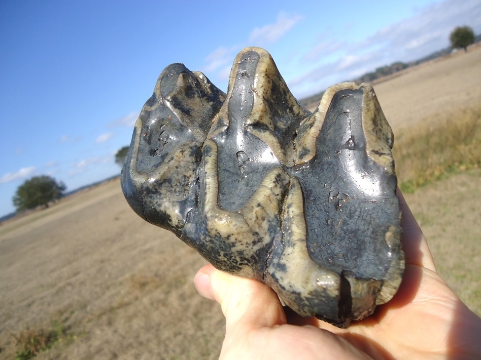 Large image 2 Bargain Three Hump Mastodon Tooth