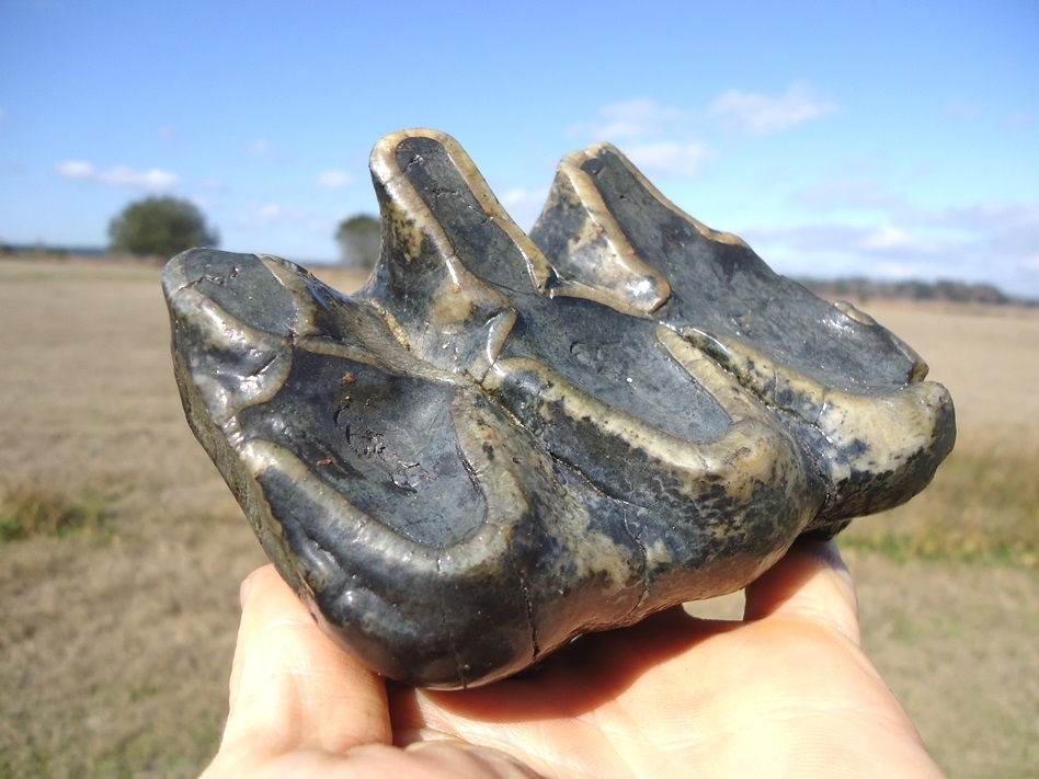 Large image 3 Bargain Three Hump Mastodon Tooth