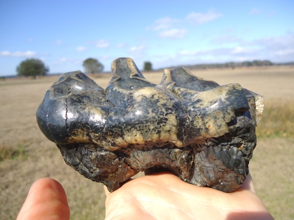 Large image 4 Bargain Three Hump Mastodon Tooth