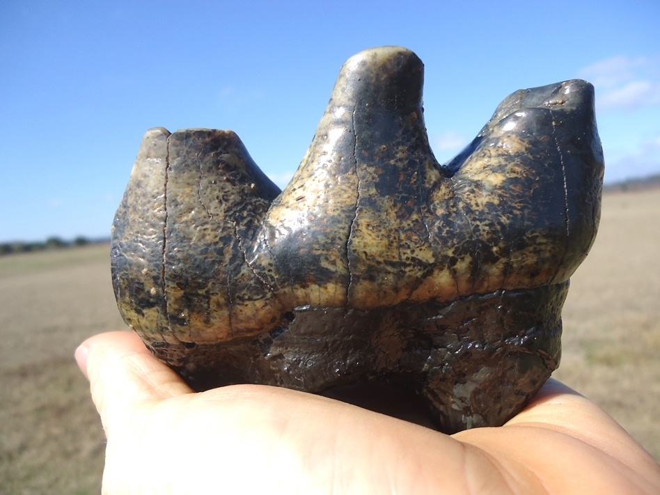 Large image 5 Bargain Three Hump Mastodon Tooth