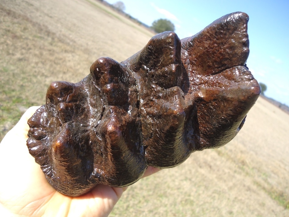 Large image 3 Bargain Price Five Hump Mastodon Tooth