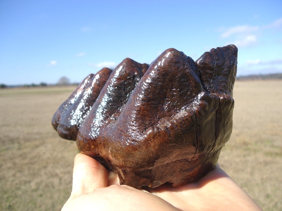 Large image 4 Bargain Price Five Hump Mastodon Tooth