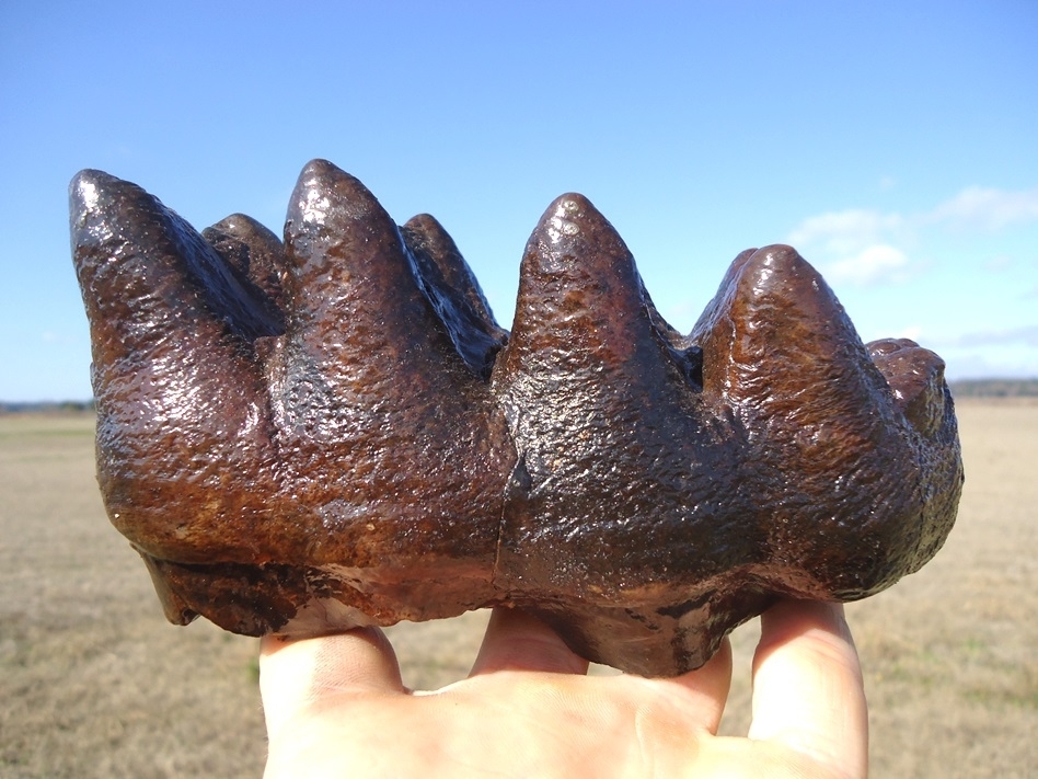 Large image 1 Bargain Price Five Hump Mastodon Tooth