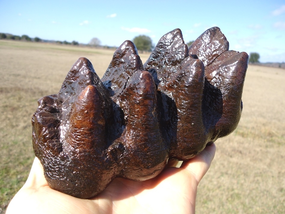 Large image 2 Bargain Price Five Hump Mastodon Tooth