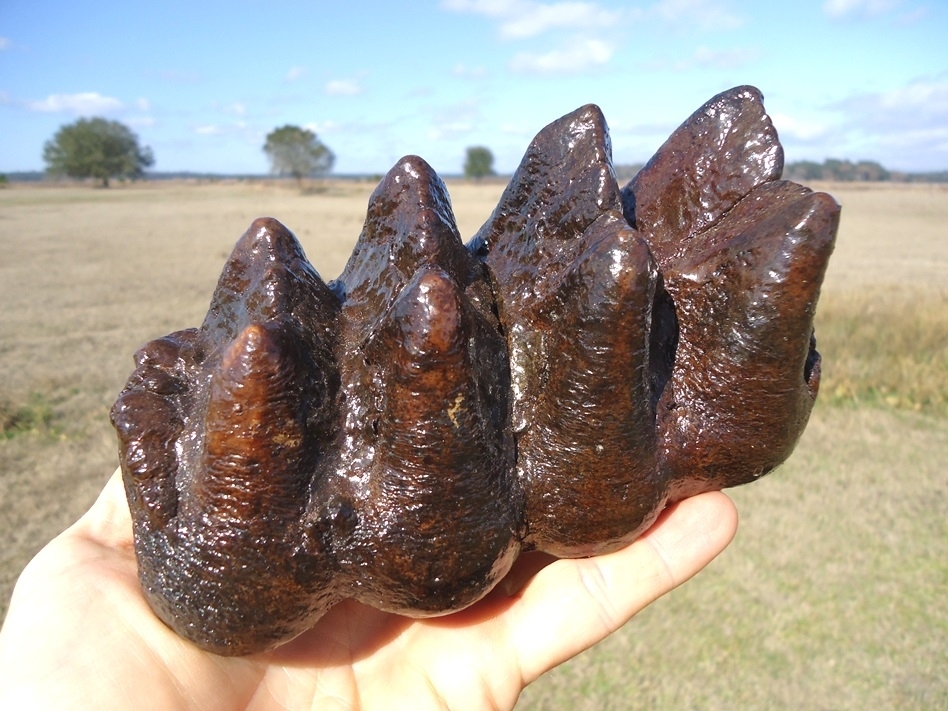 Large image 7 Bargain Price Five Hump Mastodon Tooth