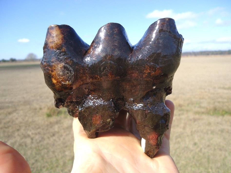 Large image 1 Pink Algae Stained Mastodon Tooth