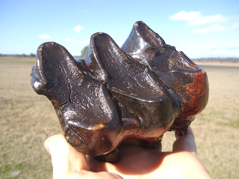 Large image 2 Pink Algae Stained Mastodon Tooth