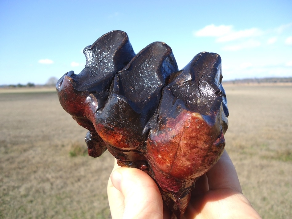 Large image 3 Pink Algae Stained Mastodon Tooth