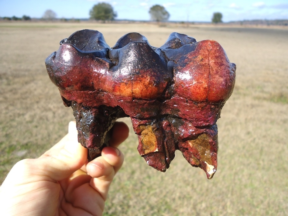 Large image 4 Pink Algae Stained Mastodon Tooth