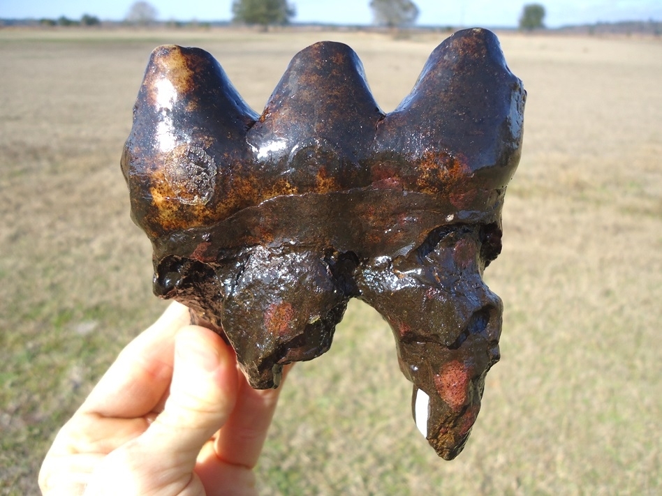 Large image 5 Pink Algae Stained Mastodon Tooth