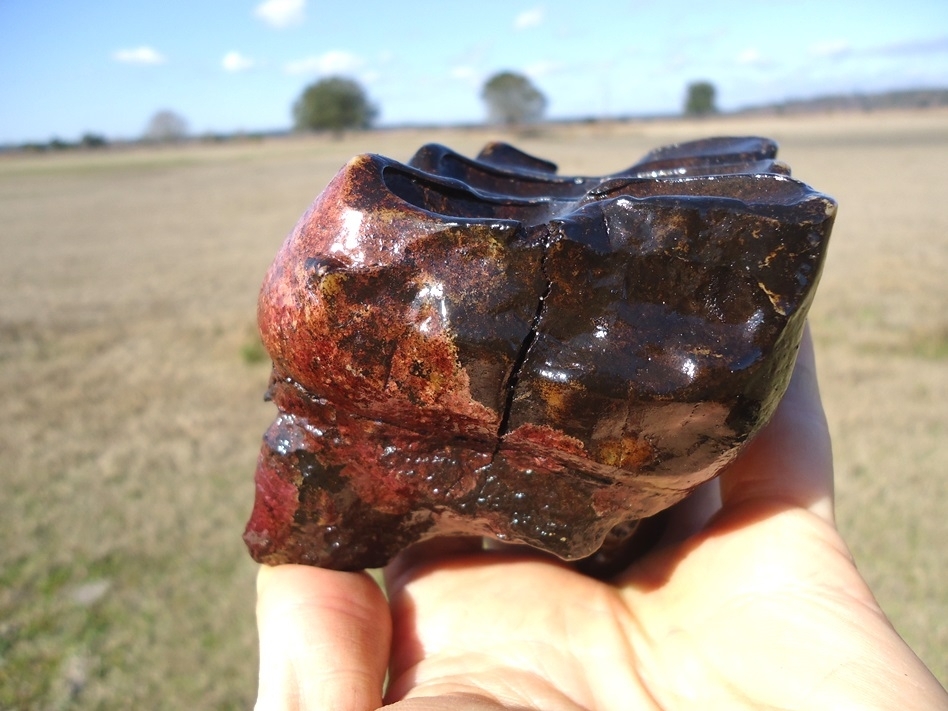 Large image 6 Pink Algae Stained Mastodon Tooth