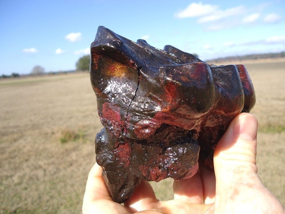 Large image 7 Pink Algae Stained Mastodon Tooth