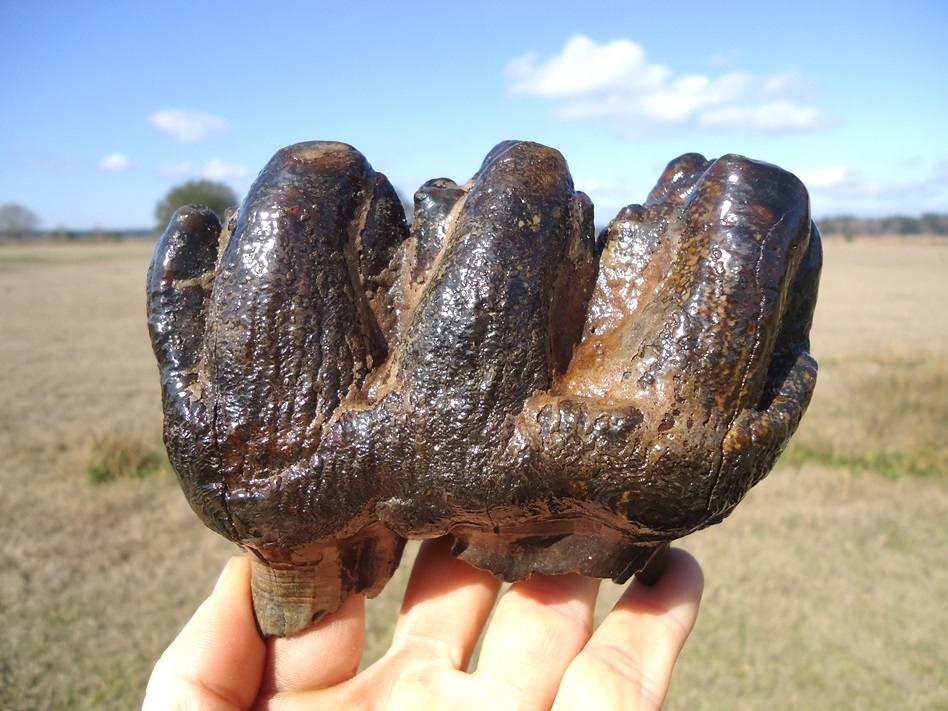 Large image 1 World Class Florida Gomphothere Tooth