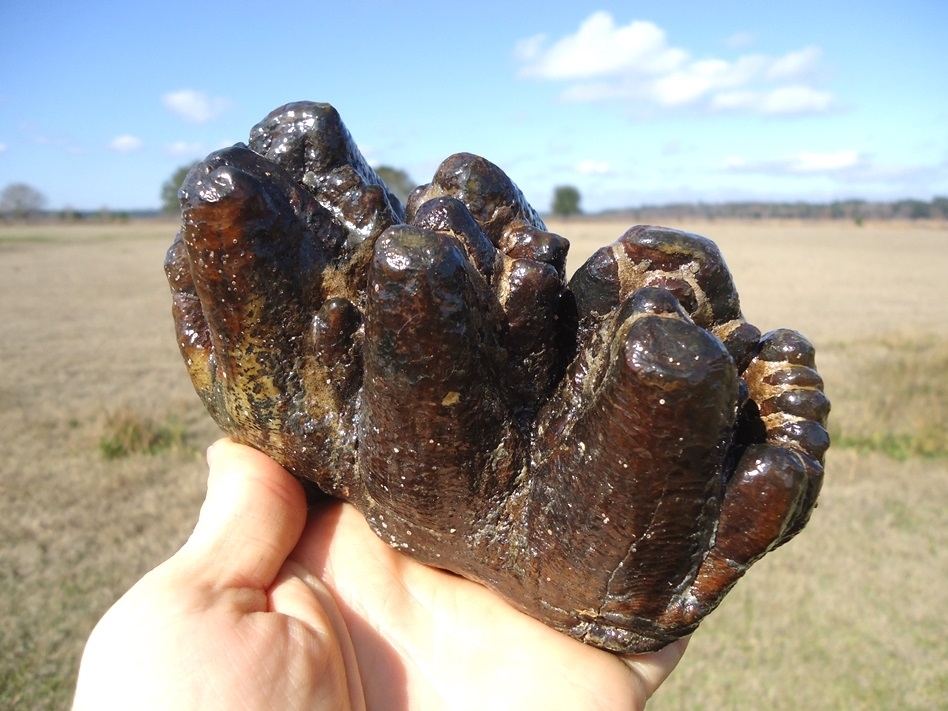 Large image 2 World Class Florida Gomphothere Tooth