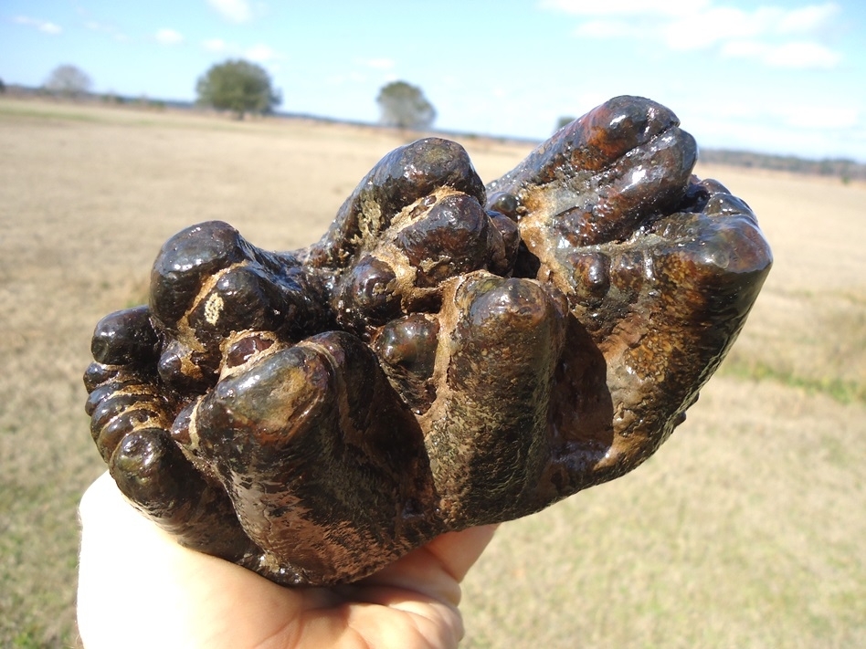 Large image 3 World Class Florida Gomphothere Tooth