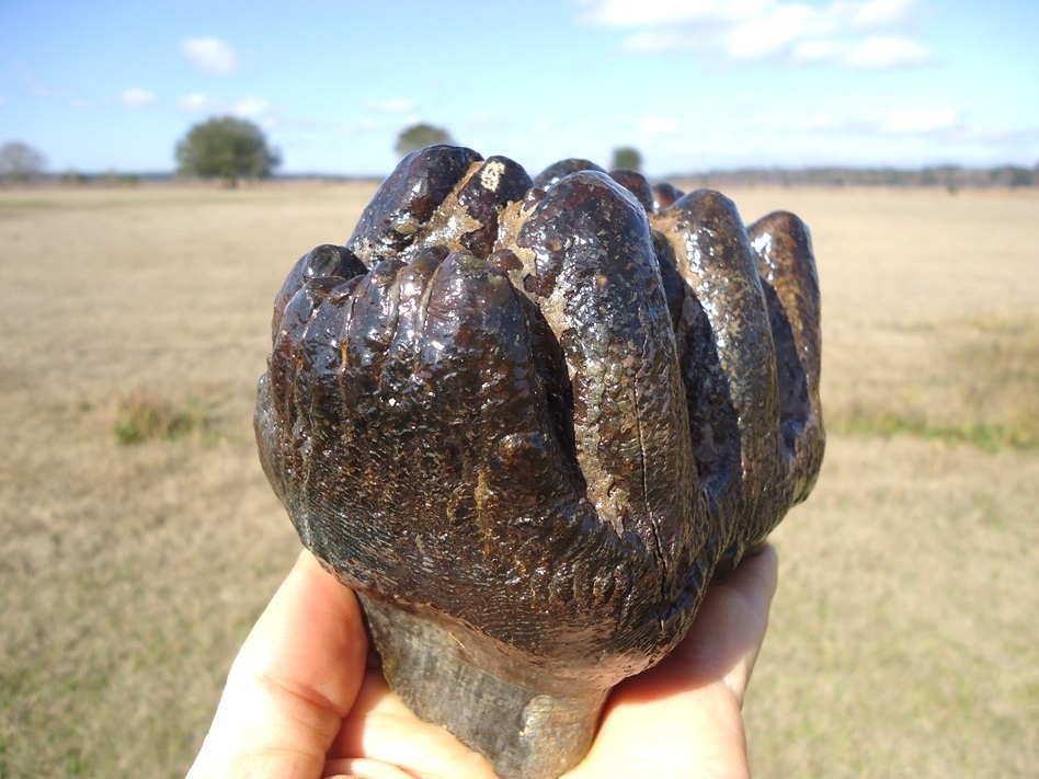 Large image 4 World Class Florida Gomphothere Tooth