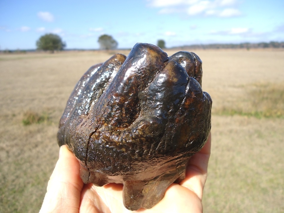 Large image 5 World Class Florida Gomphothere Tooth