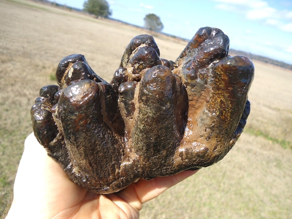 Large image 6 World Class Florida Gomphothere Tooth