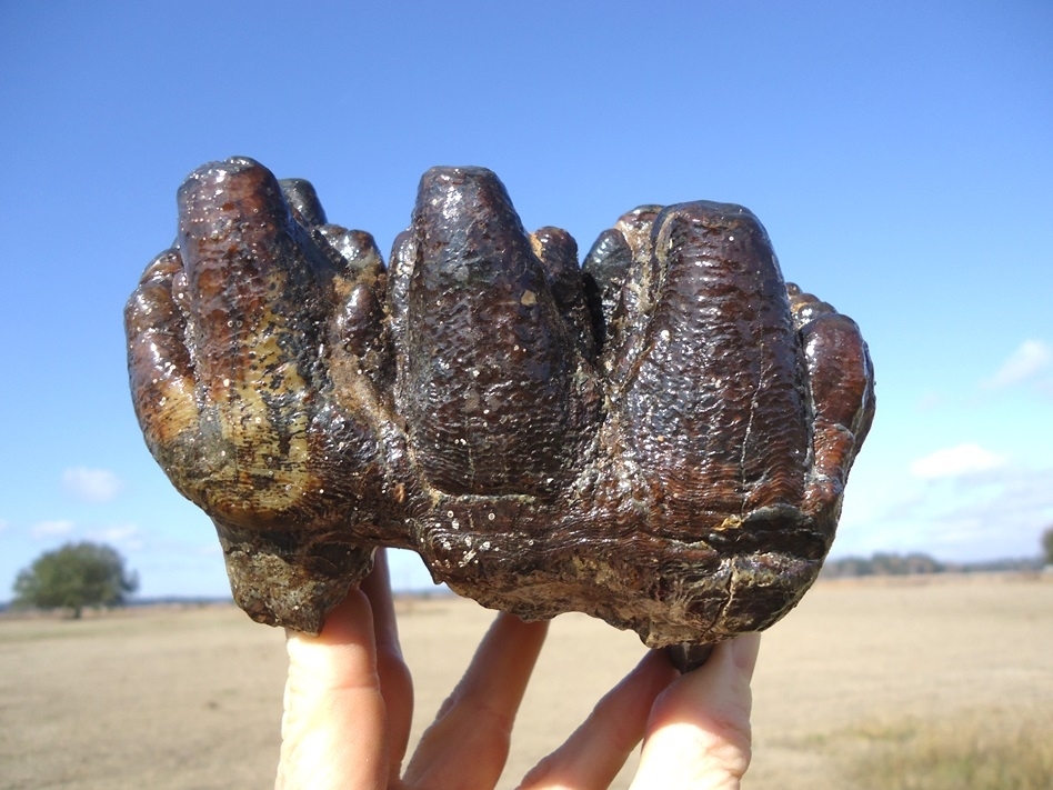 Large image 7 World Class Florida Gomphothere Tooth