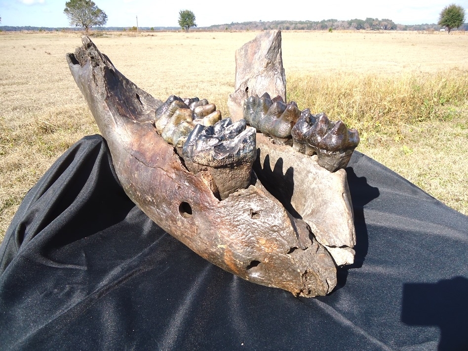 Large image 1 Incredible Mastodon Mandible with Four Teeth