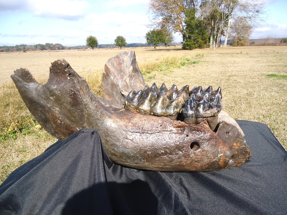 Large image 2 Incredible Mastodon Mandible with Four Teeth