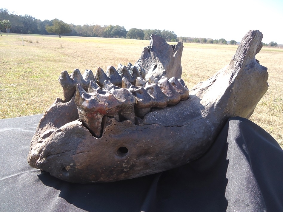 Large image 3 Incredible Mastodon Mandible with Four Teeth